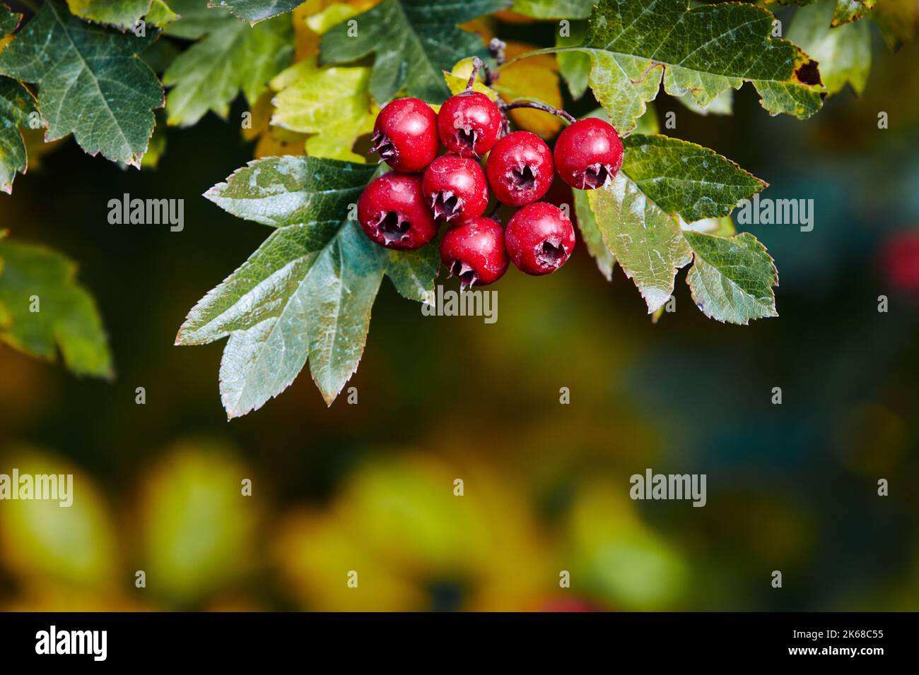 Hawthorn branch with red berries in sunny weather close-up. Stock Photo