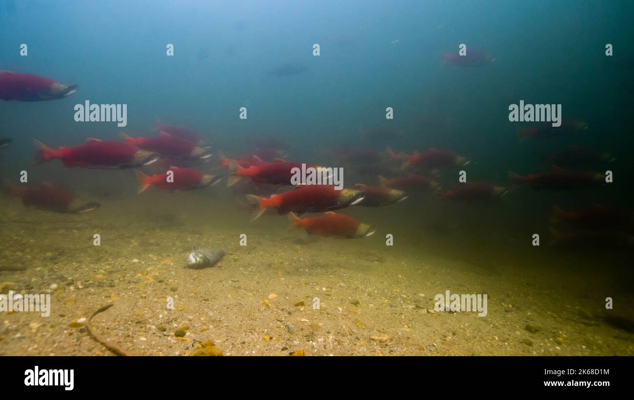 School of Sockeye Salmon in the Adams River, British Columbia, Canada