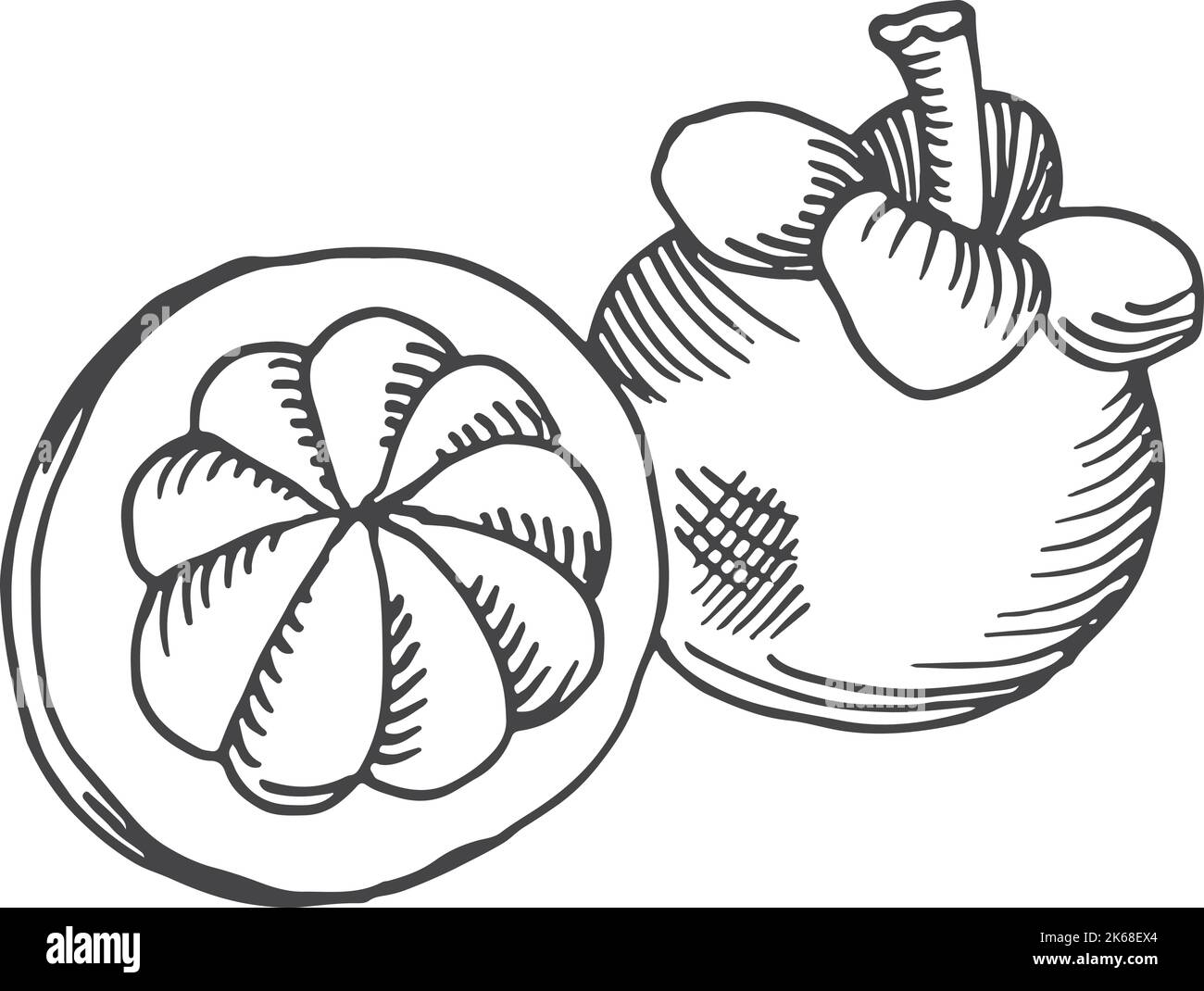 Mangosteen sketch. Hand drawn exotic sweet fruit Stock Vector Image