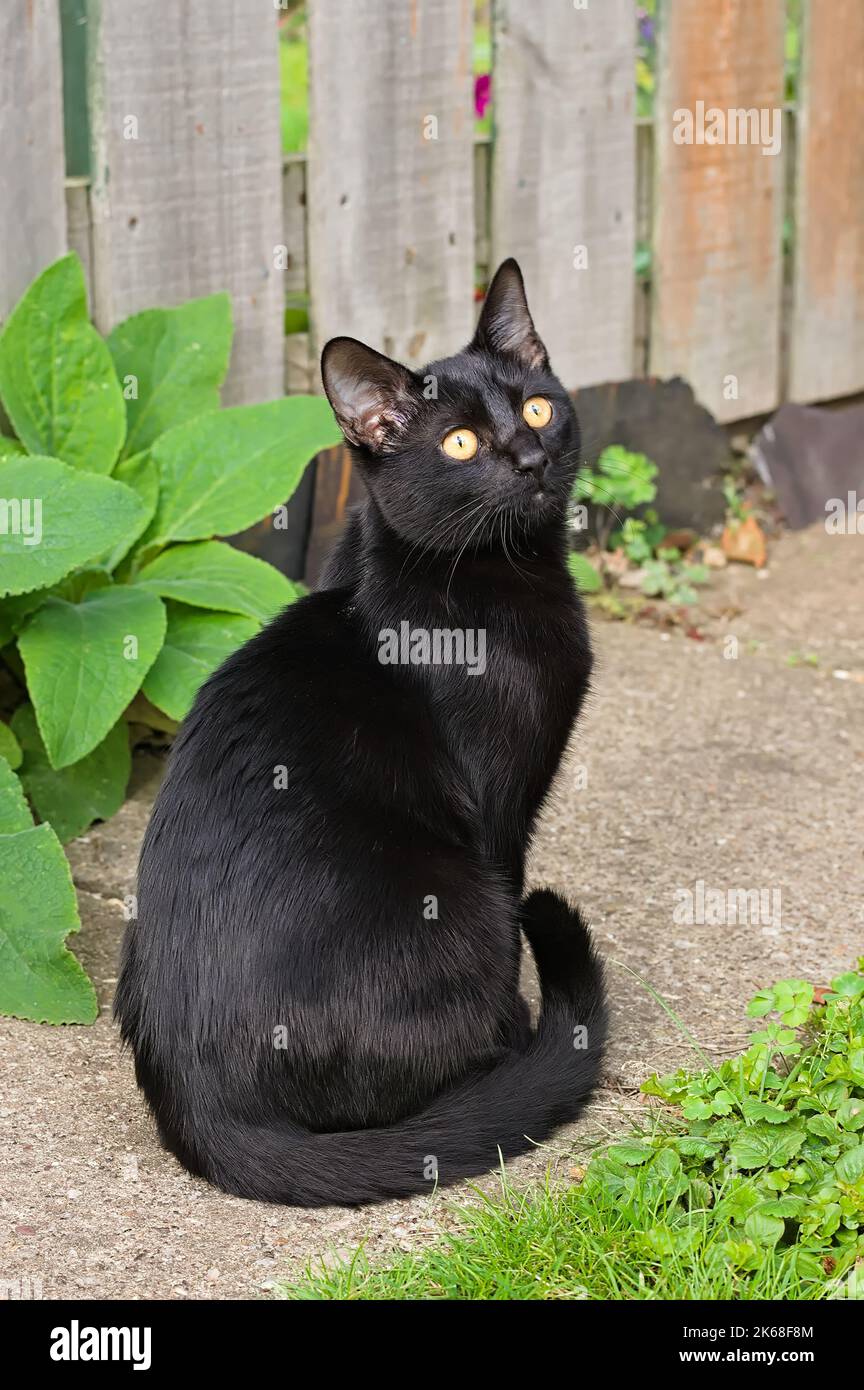 adorable black kitten sitting in the garden Stock Photo