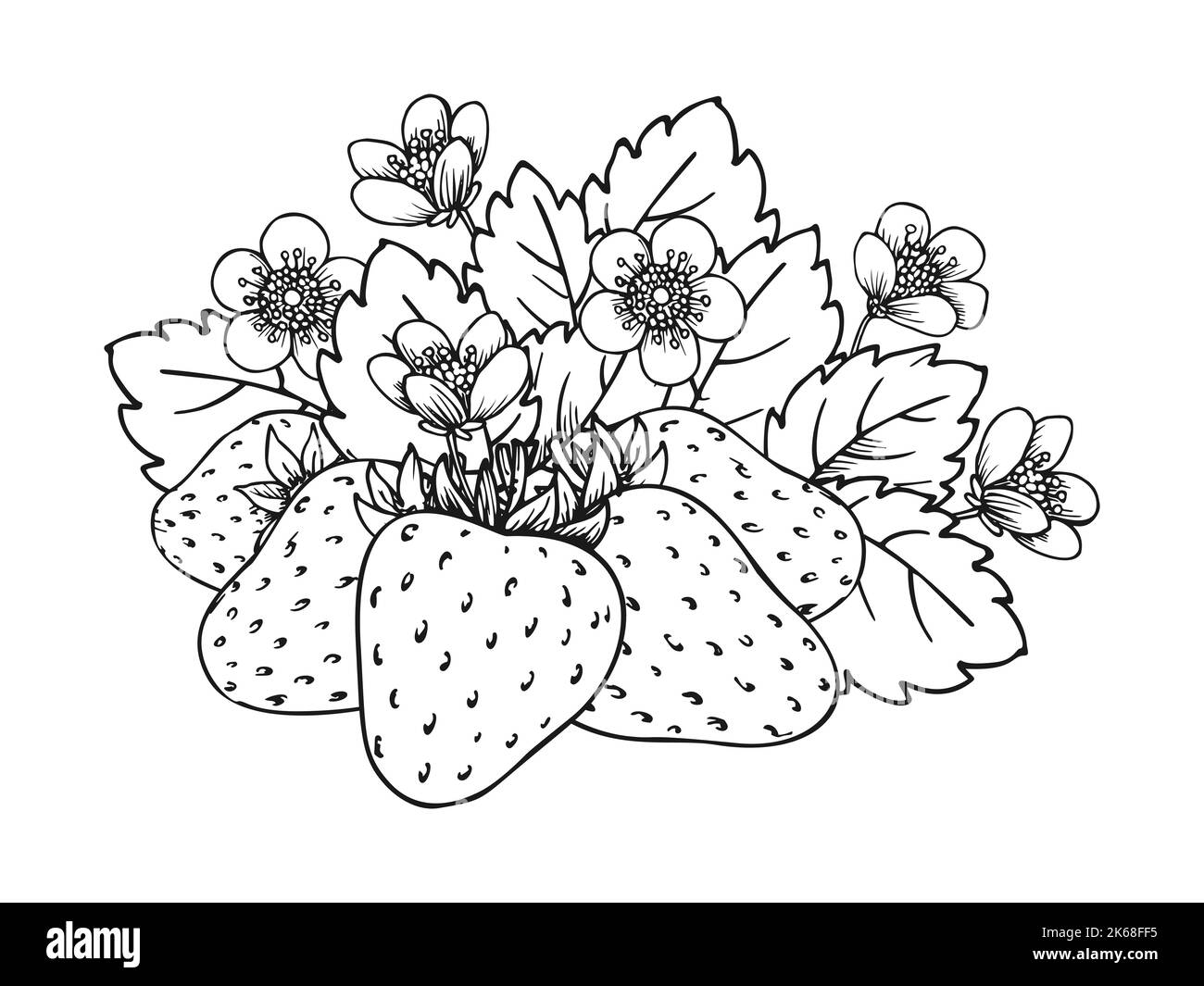 Strawberry flowering black and white sketch. Fresh ripe mellow berries flowers and leaves. Coloring book for children and adults. Wild strawberries bunch for magazine, card, menu, web pages, labels Stock Vector