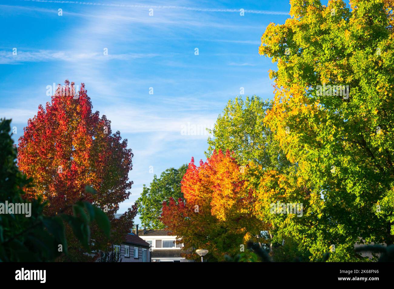 Stunning vibrant leaf colors in a street on a sunny autumn morning Stock Photo