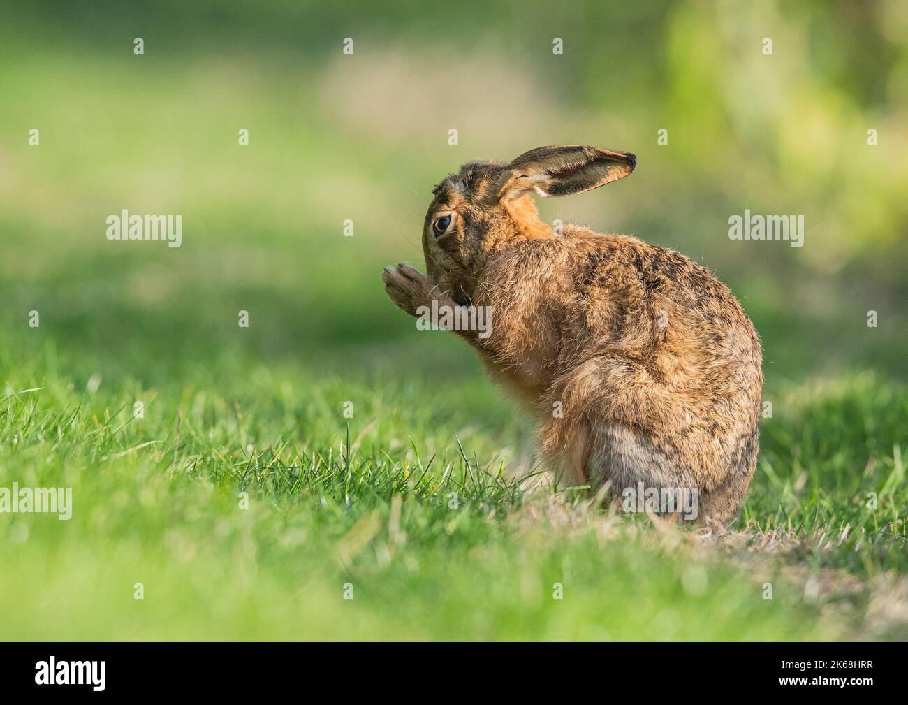A Brown Hare , sitting up, washing it's face or making a wish with it's paws together. A cute shot of a shy wild animal . Suffolk, UK Stock Photo