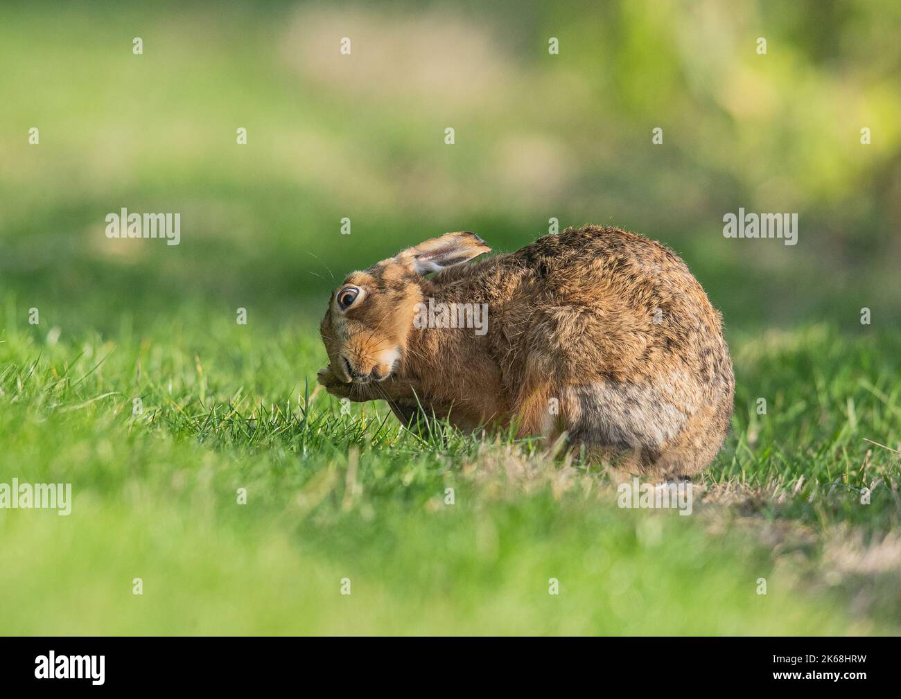 A Brown Hare (Lepus europaeus)  washing it's ear ewith its paws. A cute shot of a shy wild animal . Suffolk, UK Stock Photo