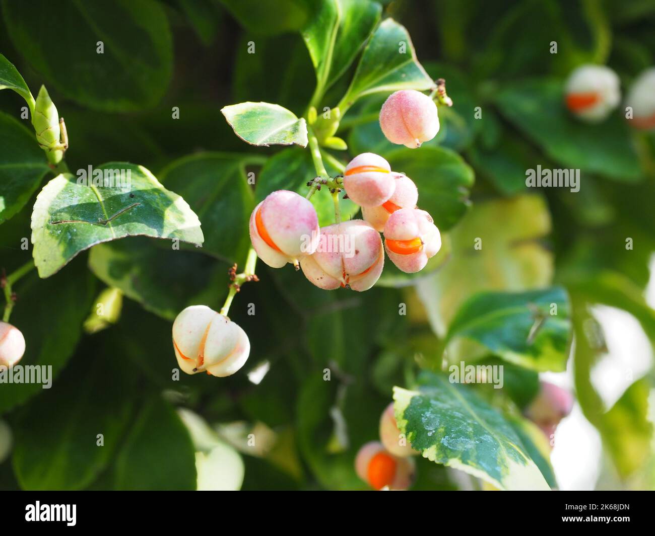 Fruits of Euonymus Fortunei Emerald and Gold - Fortune's Euonymus Stock Photo