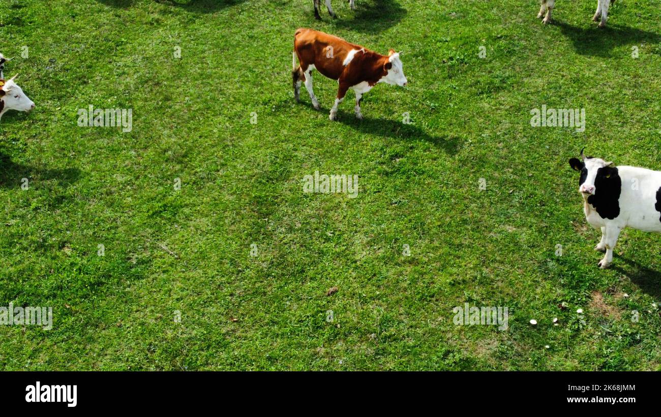 An aerial view of cows in the green meadow Stock Photo - Alamy