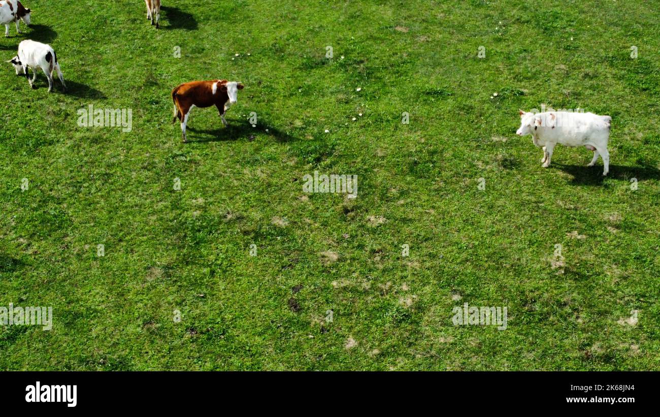 An aerial view of cows in the green meadow Stock Photo - Alamy