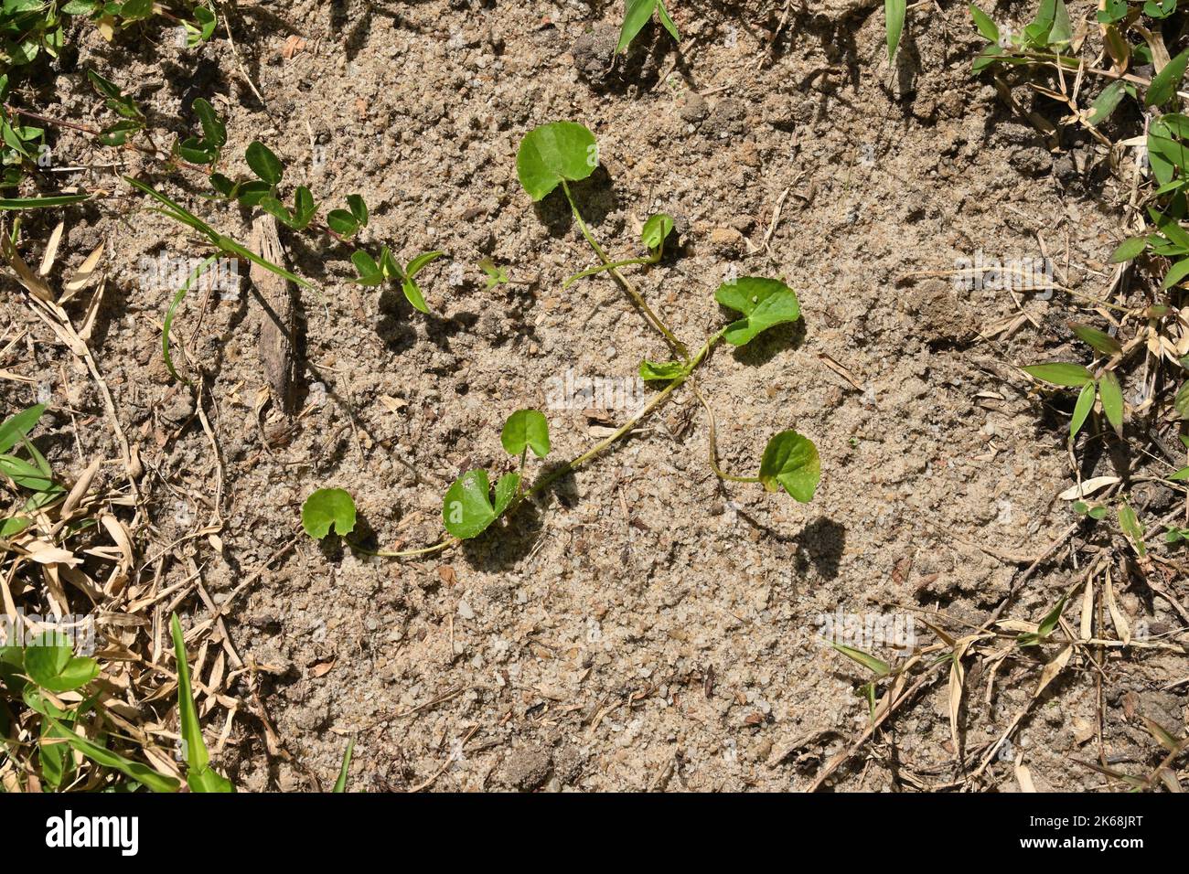 Overhead view of a growing Asiatic pennywort or Heen Gotukola plant (Centella Asiatica) on sandy ground with the surrounding grass Stock Photo