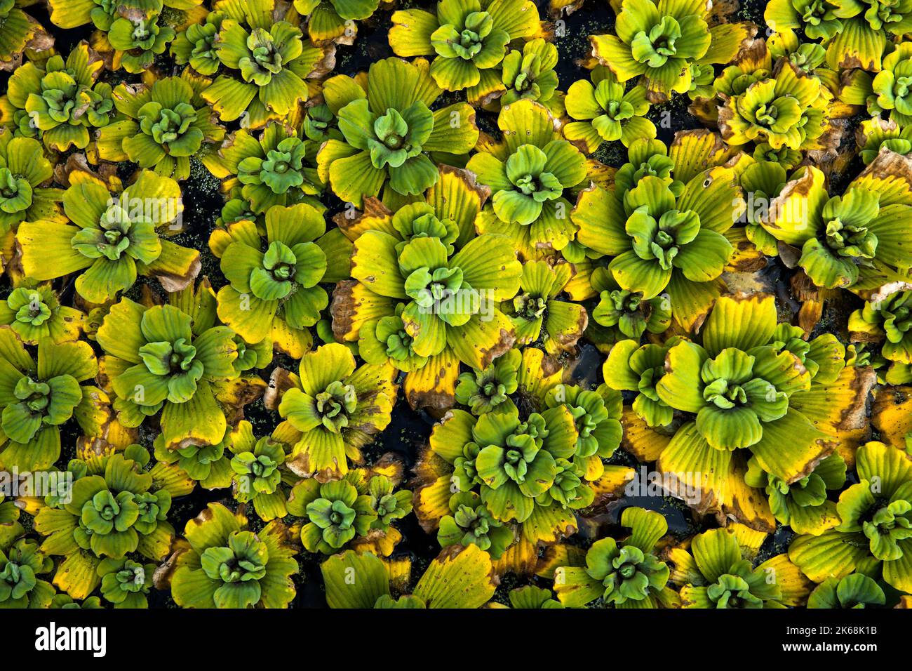 Water lettuce (Pistia stratiotes) backdrop detail Stock Photo Alamy