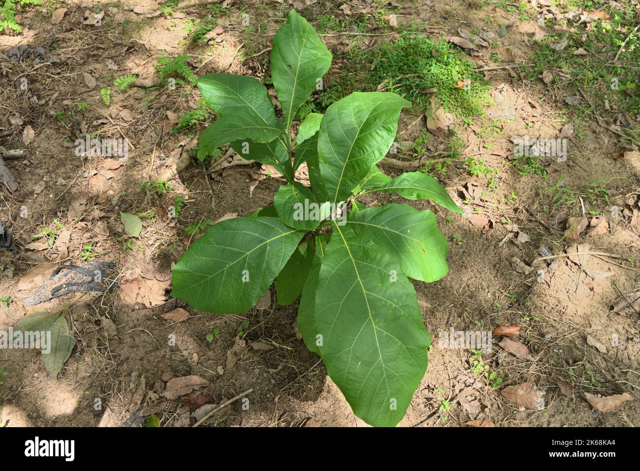 This view shows a small, growing teak plant (Tectona Grandis) in Sri Lanka. Stock Photo