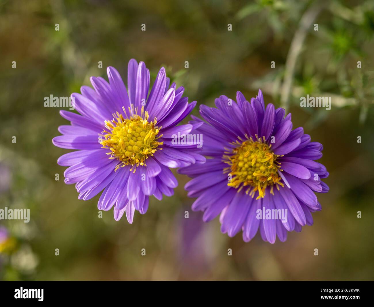 Closeup of Aster novae-angliae 'Purple Dome' growing in a UK garden Stock Photo