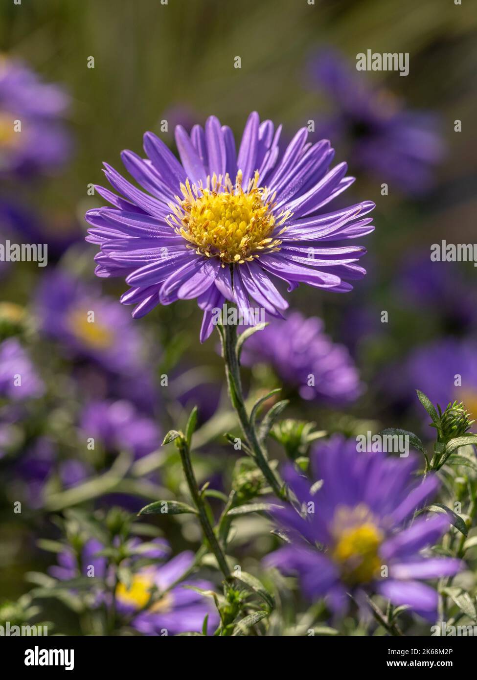 Closeup of Aster novae-angliae 'Purple Dome' growing in a UK garden Stock Photo