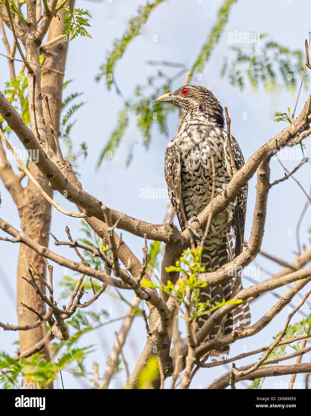 An Asian Koel female perching on a tree Stock Photo