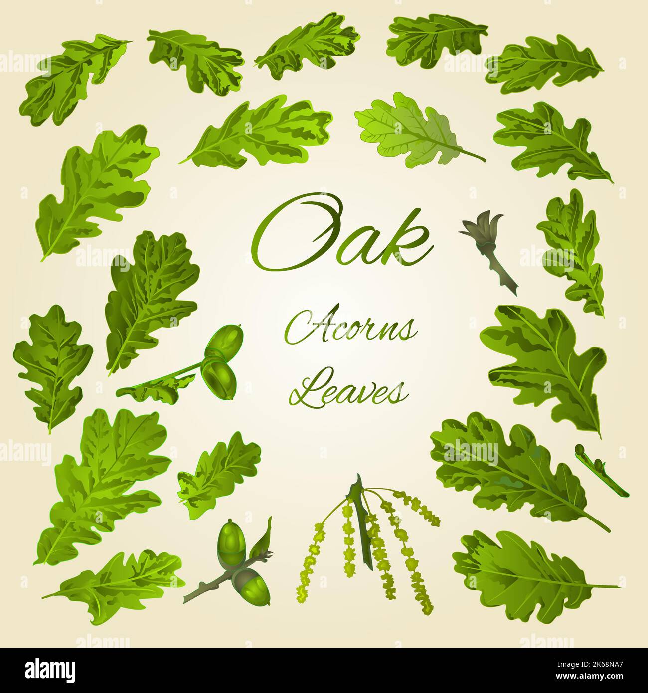 Oak leaves and acorns vector Stock Vector