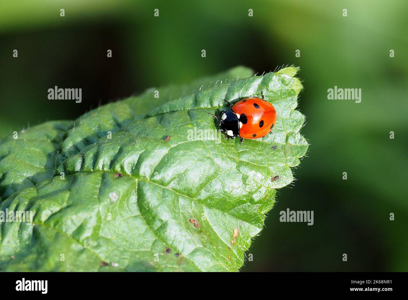 seven-spot ladybird, Siebenpunkt, Coccinelle à sept points, Coccinella  septempunctata, hétpettyes katicabogár, Hungary, Budapest, Magyarprszág,  Europe Stock Photo - Alamy