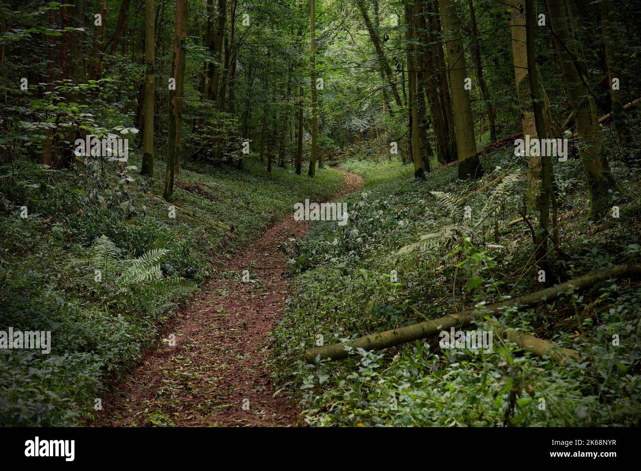 A beautiful landscape of a green forest with a pathway Stock Photo - Alamy