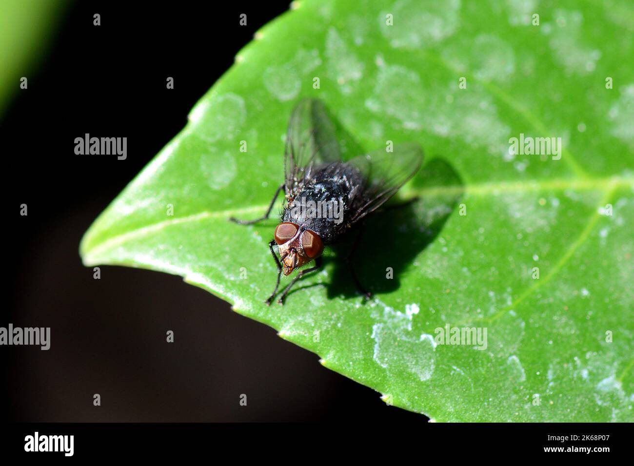 blue bottle fly, Fliege, Calliphora vicina, kék dongólégy, Budapest, Hungary, Magyarország, Europe Stock Photo