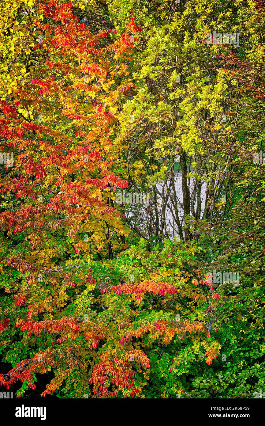 DE - BAVARIA: A glimpse of the river Isar through autumnal trees at Bad Toelz, Oberbayern Stock Photo