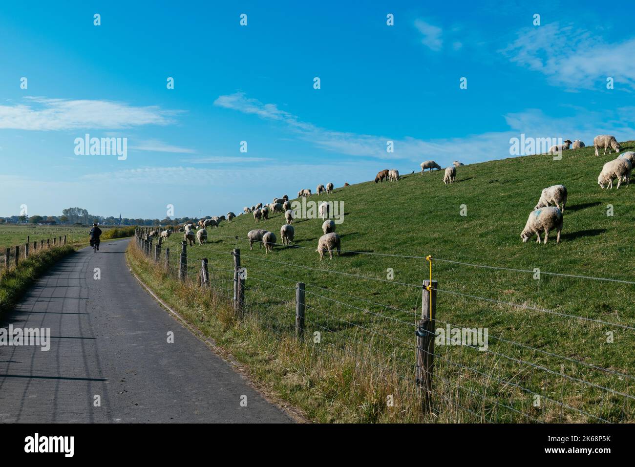 Woman on a bicycle passing sheep on a levee along the Weser cycle path south of Bremerhaven. Stock Photo