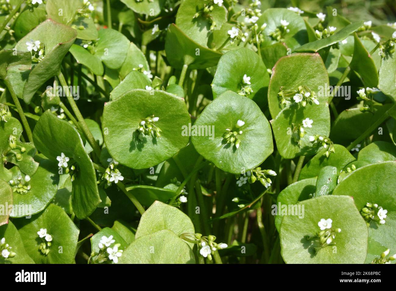 Claytonia perfoliata (Miner's lettuce) Stock Photo