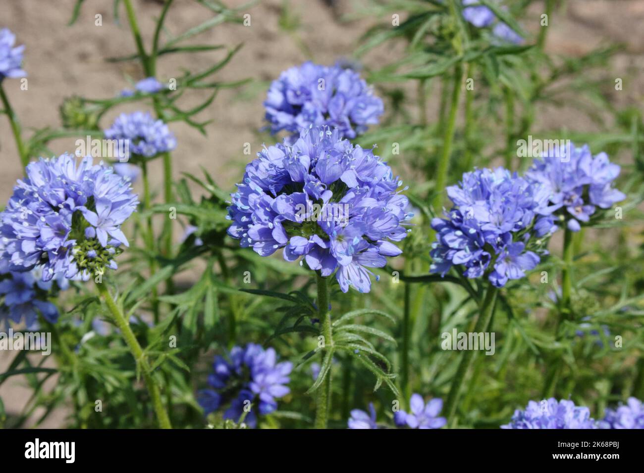 Blue Thimble Flower (Gilia capitata) Stock Photo