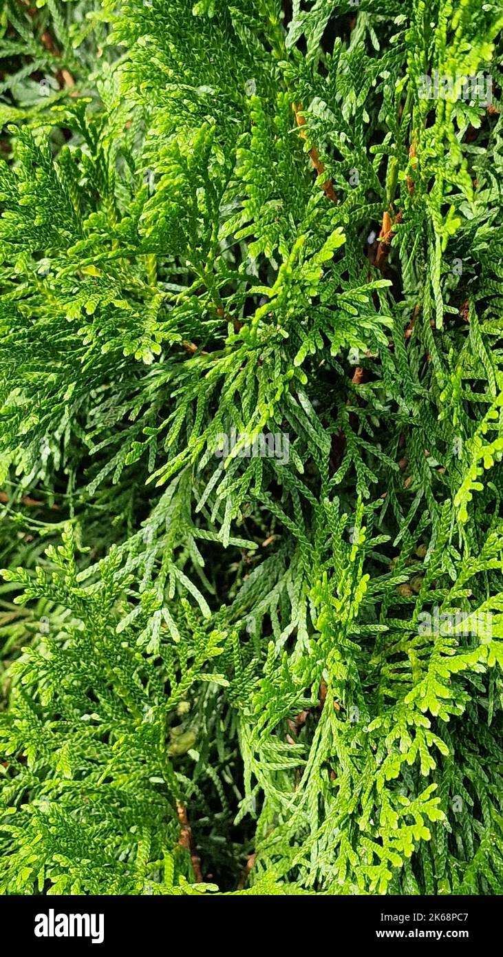 A vertical closeup of evergreen Brandon Arborvitae tree leaves, green natural background Stock Photo