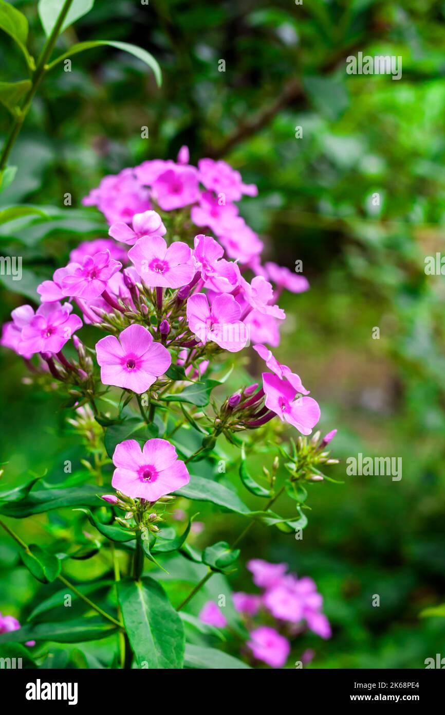 Purple garden Phlox closeup on green foliage background Stock Photo