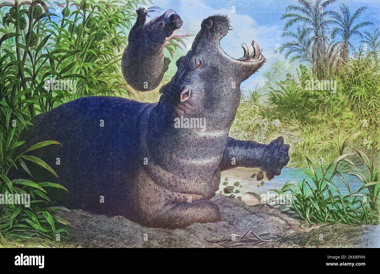 common hippopotamus, hippo, with child  /  Flußpferd, Nilpferd, Hippopotamus amphibius, mit Jungem, Historisch, digital improved reproduction of an original from the 19th century / digitale Reproduktion einer Originalvorlage aus dem 19. Jahrhundert, Stock Photo