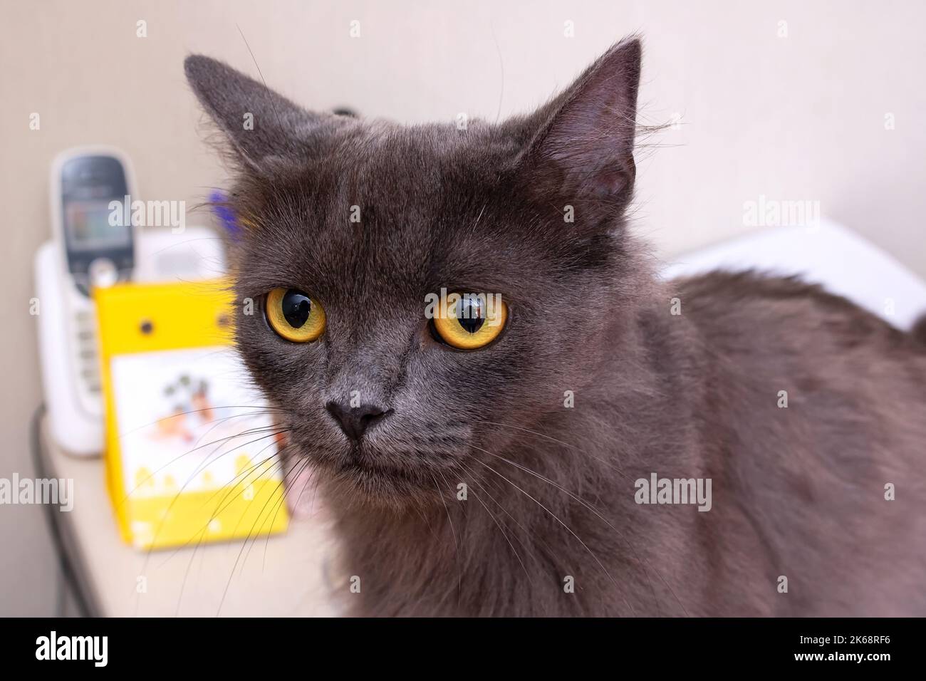 Gray cat with yellow eyes close up portrait Stock Photo Alamy