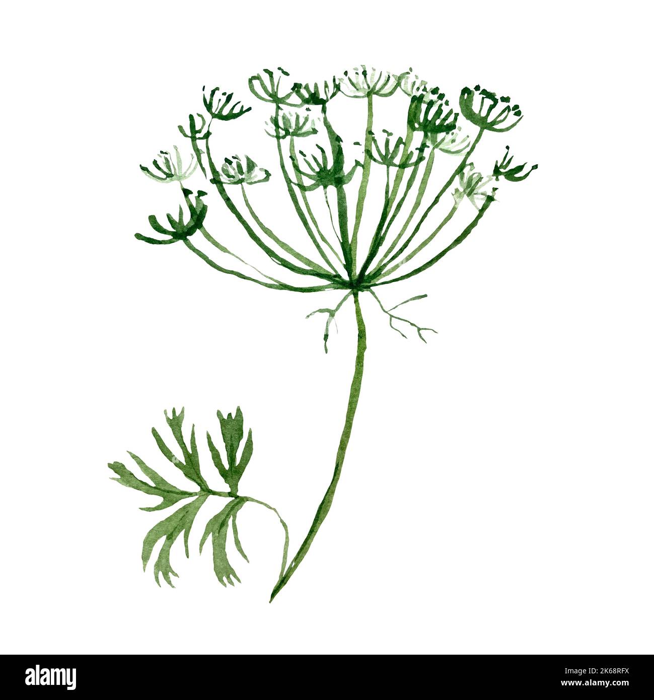 A green cute flower simple watercolor illustration Stock Photo