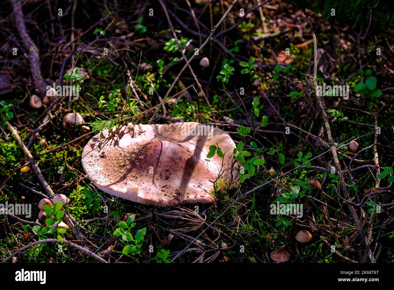 In the autumn forests in Bavaria, they can be found almost everywhere: Mushrooms in all colors. Stock Photo