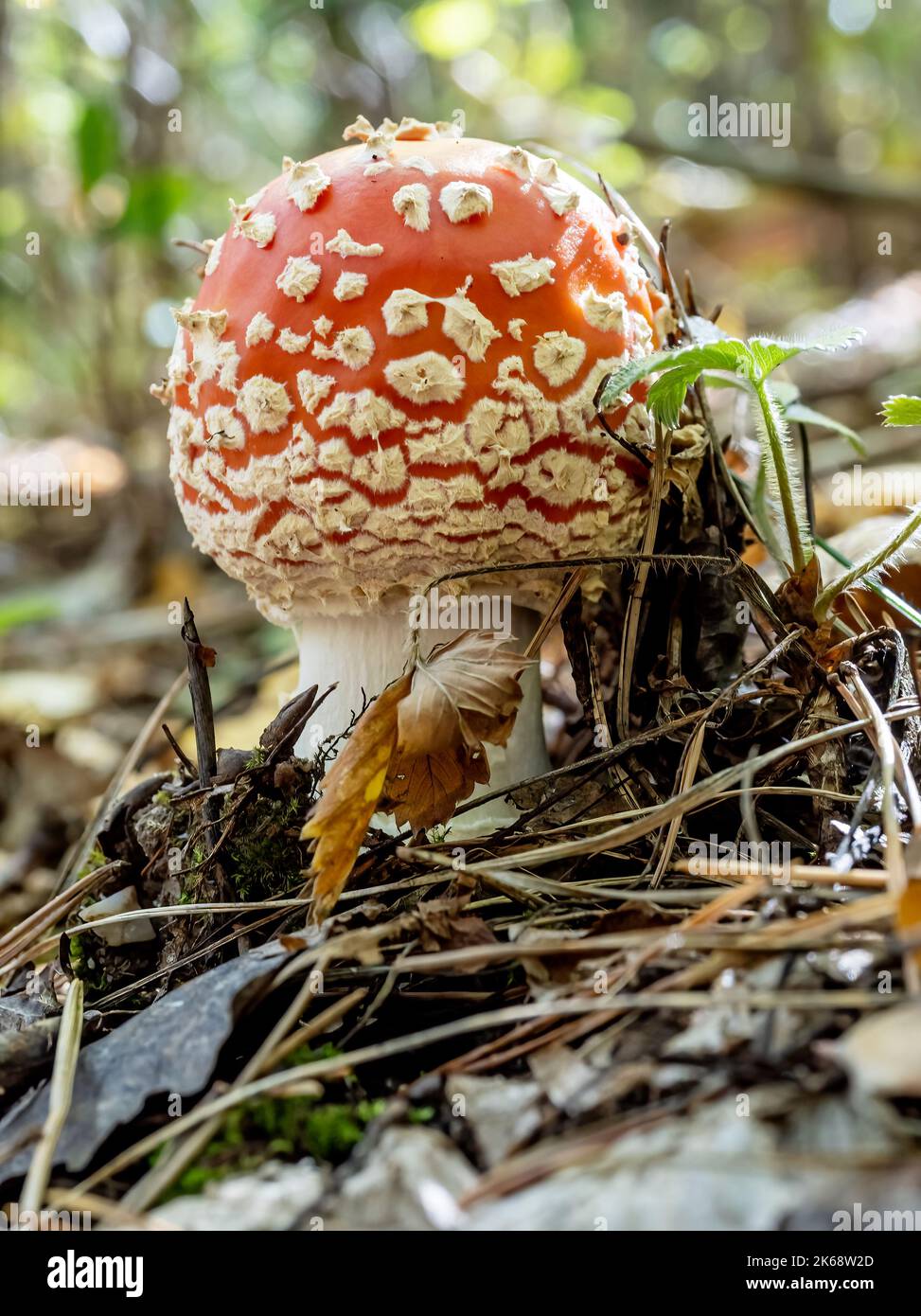 Close up of Amanita Muscaria Mushrooms  on natural forest background. It is an inedible mushroom. Stock Photo