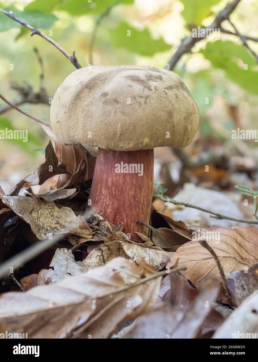 Close up of Boletus Calopus , an inedible mushroom, in the natural environment. Stock Photo