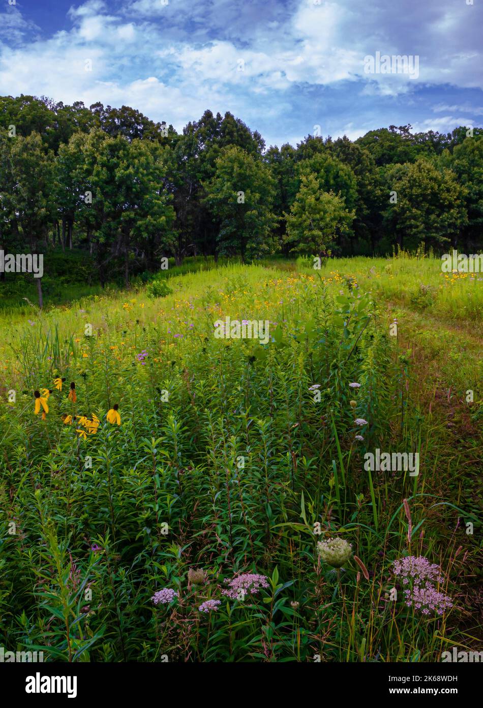 Wildflowers bloom in Nachusa Grasslands as along a trail the goes on to enter a savanna woodland, Nachusa Grasslands Nature Conservancy, Lee & Ogle Co Stock Photo