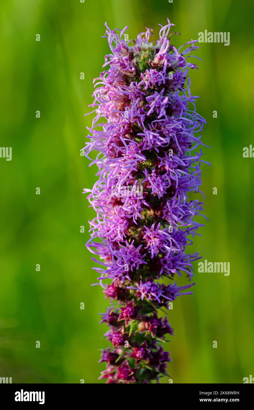 Dense Blazing Star or Gay Feather (Listris spicata) grows and blooms on the prairie at Nachusa Grasslands Nature Conservancy in Lee and Ogle Counties, Stock Photo