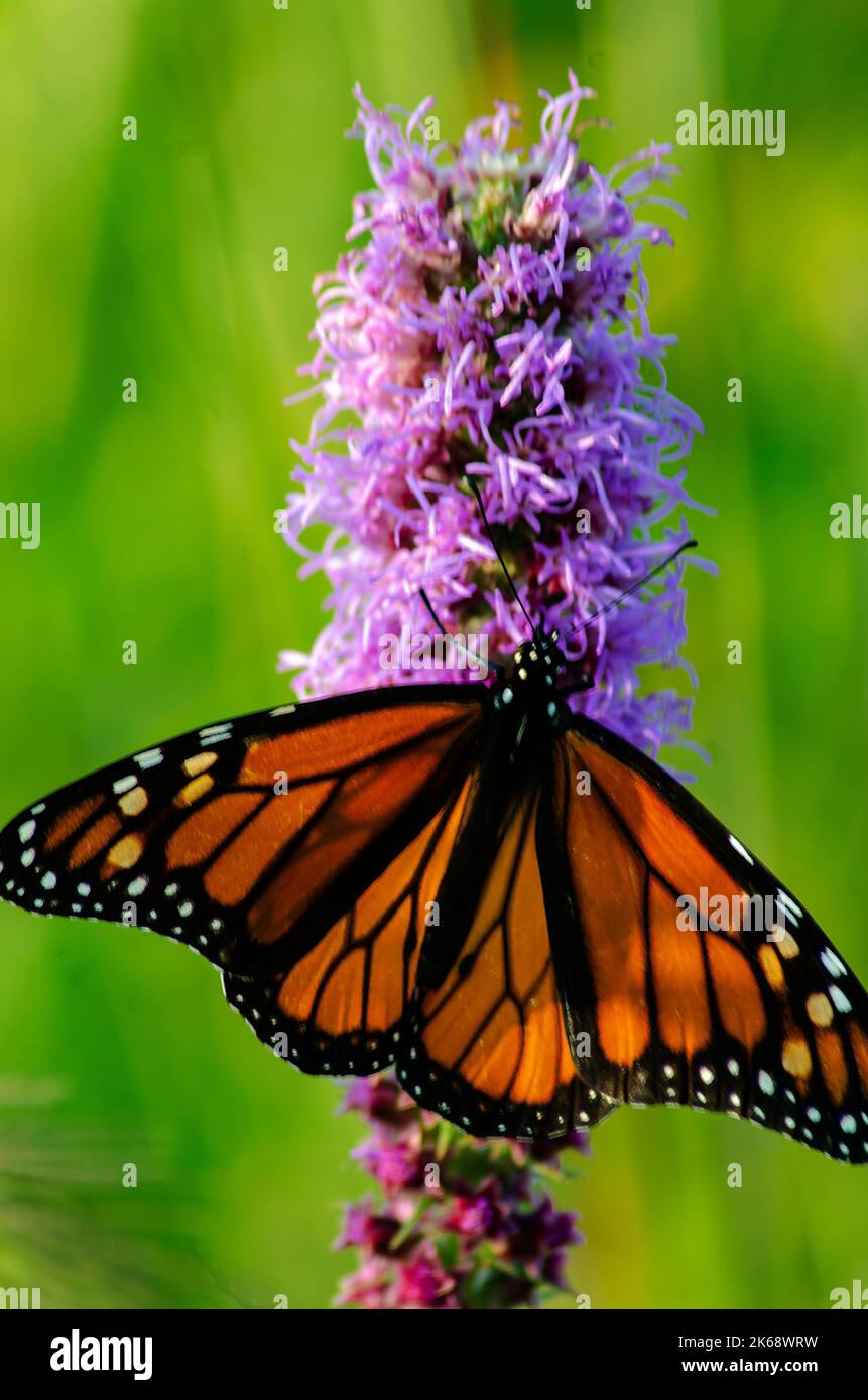 A Monarch butterfly feeds on a Blazing Star stalk in bloom, Nachusa Grasslands Nature Conservancy Stock Photo
