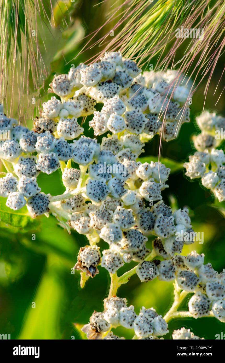 Boneset (Eupatorium perfoliatum) grows and blooms on the prairie at Nachusa Grasslands Nature Conservancy in Lee and Ogle Counties, Illinois Stock Photo