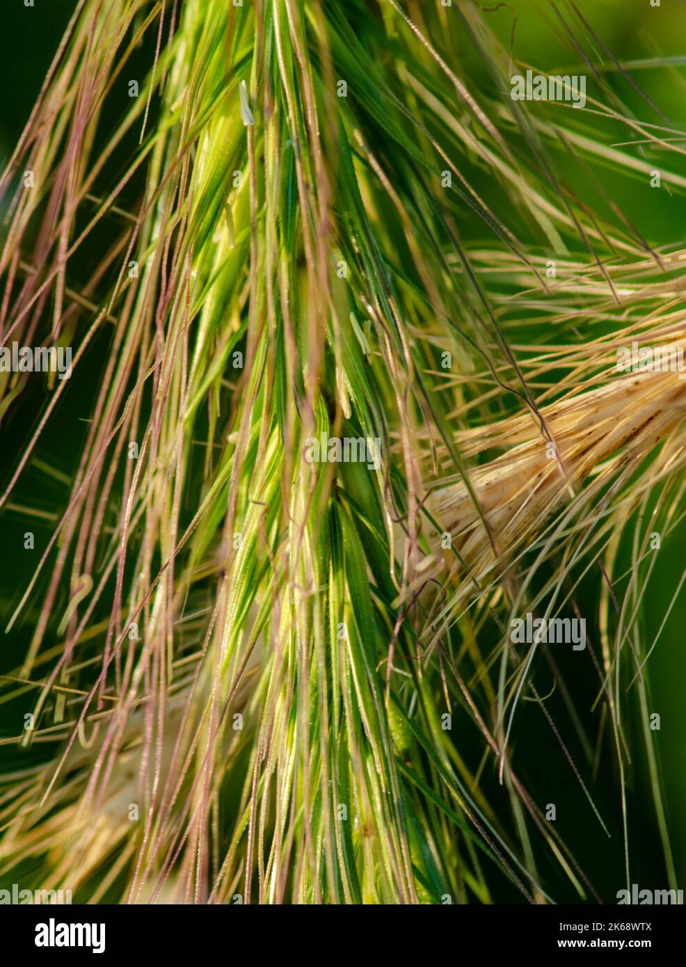 Grass seed heads close-up, Nachusa Grasslands, Lee & Ogle Counties, Illinois Stock Photo
