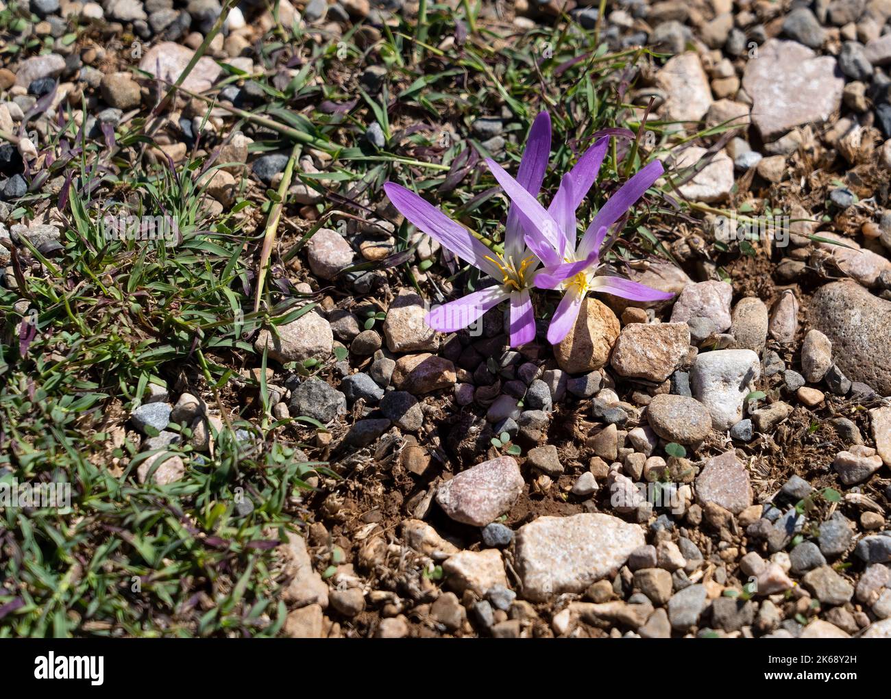 detailed closeup of Pyrenean Merendera, Colchicum montanum, in flower