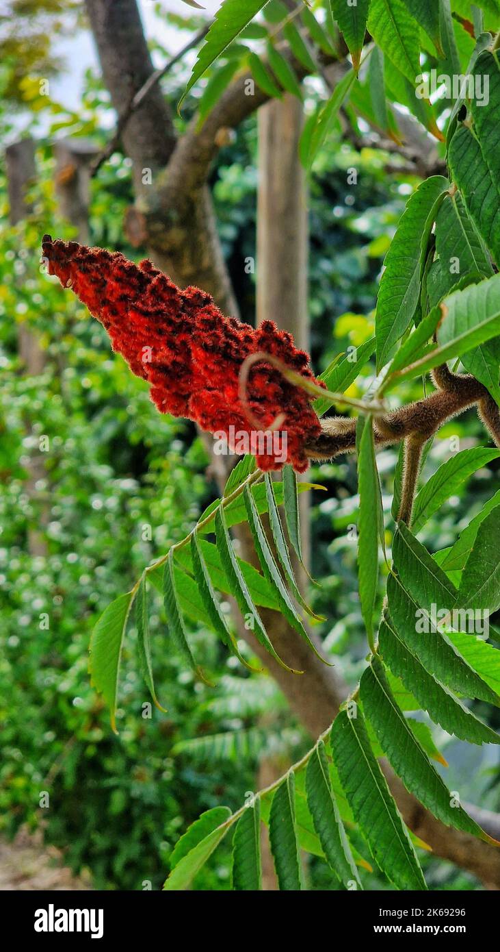 A vertical of Staghorn sumac flowering plant, a natural background Stock Photo