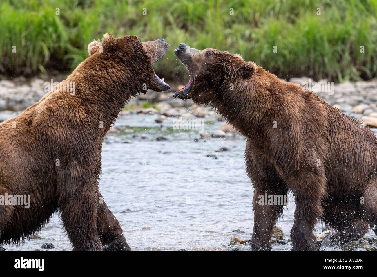 Two adult Alaskan brown locked in an intense battle along a shallow creek Stock Photo