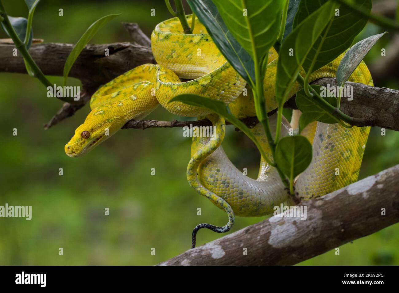 Green Tree Python Morelia viridis on tree branch yellow color skin ...