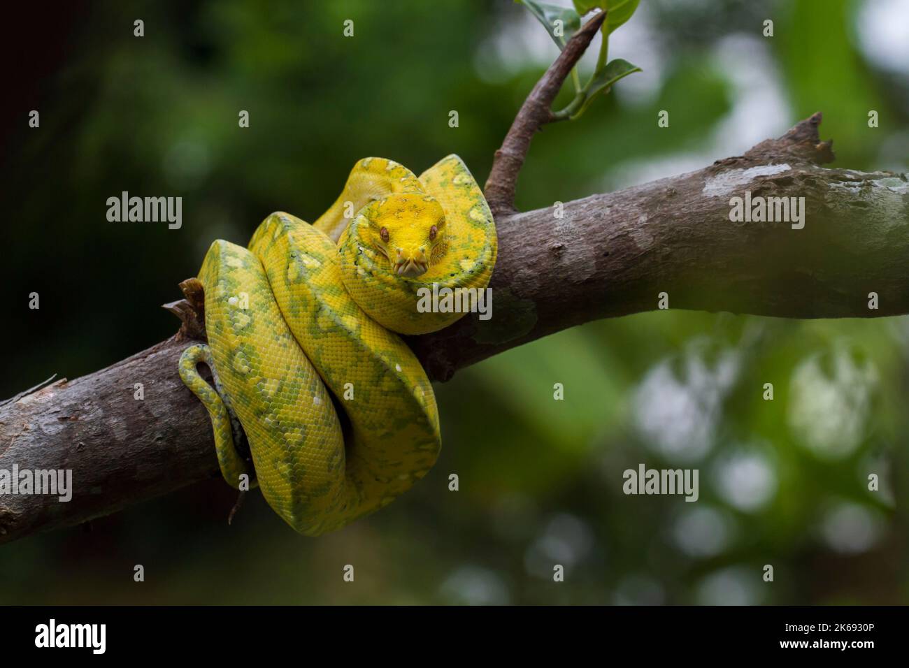 Green Tree Python Morelia viridis on tree branch yellow color skin snake Stock Photo