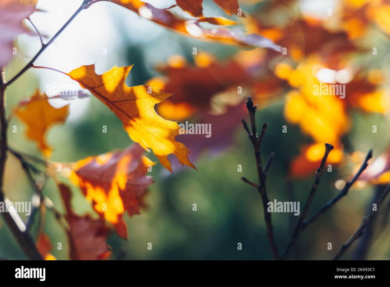 Branches of red oak with red leaves on blurred green background of the ...