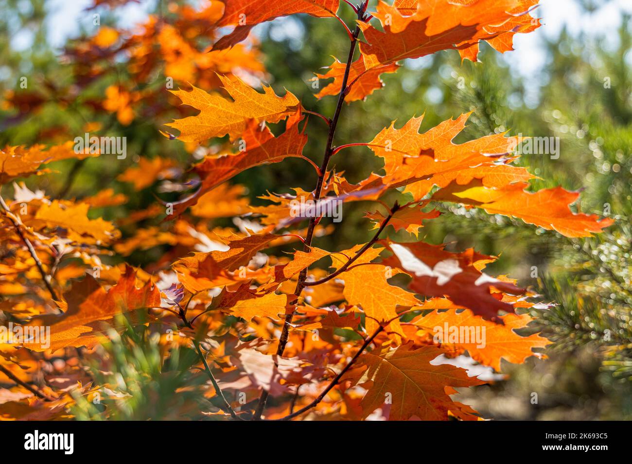 Branches of red oak with red leaves on blurred green background of the ...