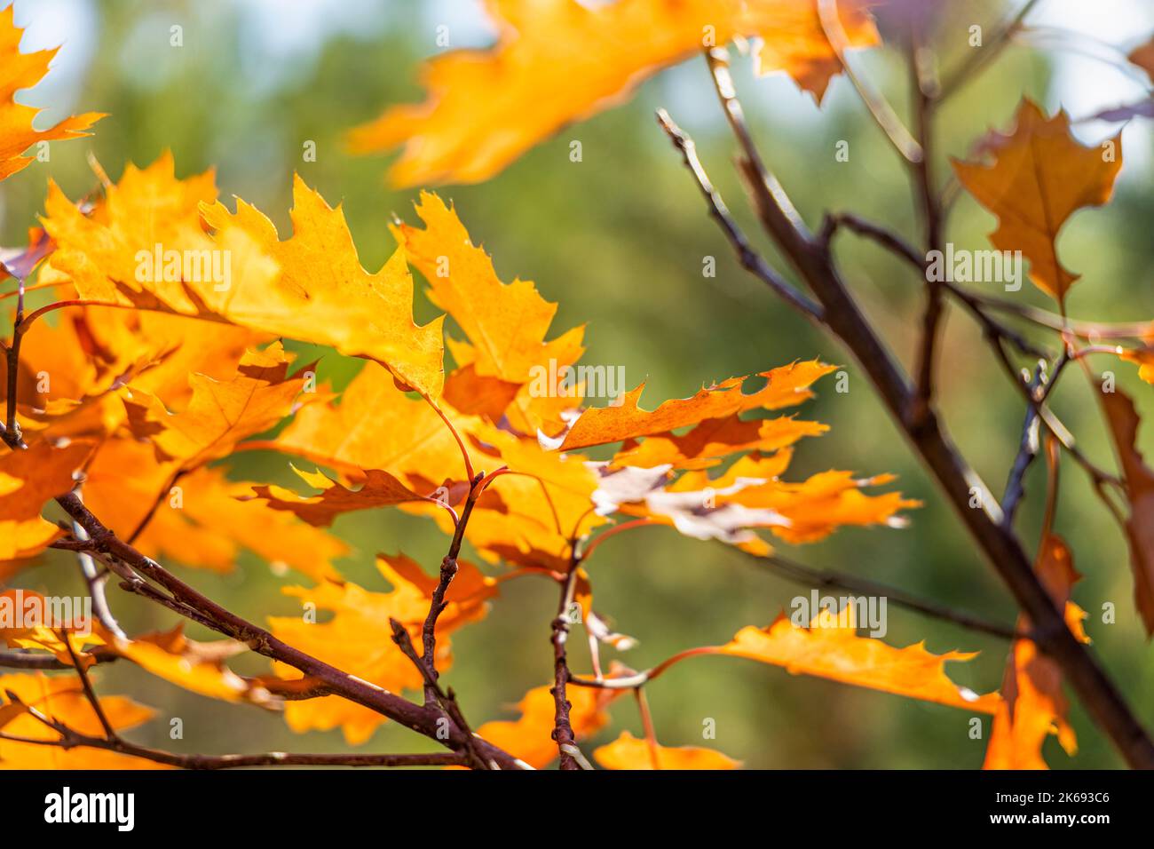 Branches of red oak with red leaves on blurred green background of the ...
