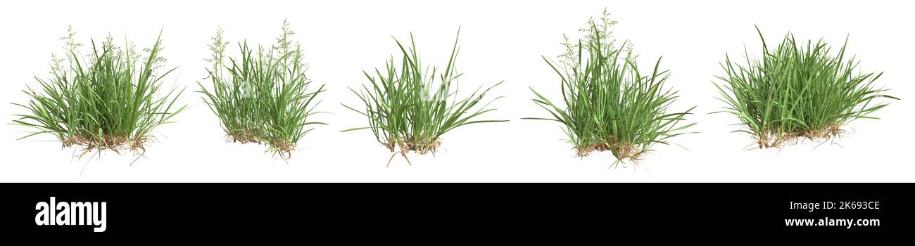 Set of grass bushes isolated on white. Kentucky bluegrass. Smooth meadow-grass. Poa pratensis. 3D illustration Stock Photo