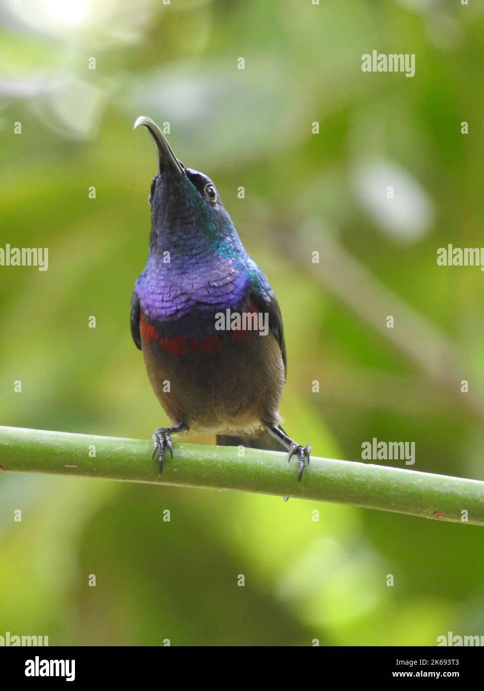 A vertical shot of a cute little Loten's sunbird with a long curving beak perched on a green branch Stock Photo