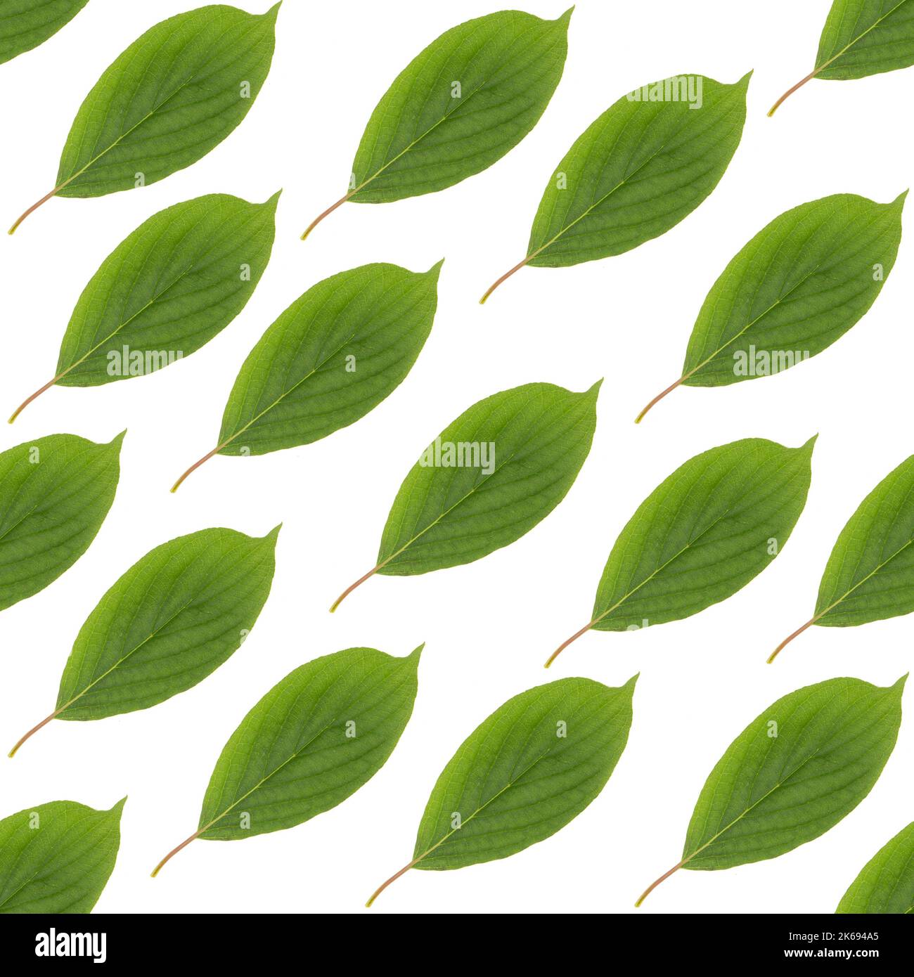 Seamless green leaf pattern hi-res stock photography and images - Alamy