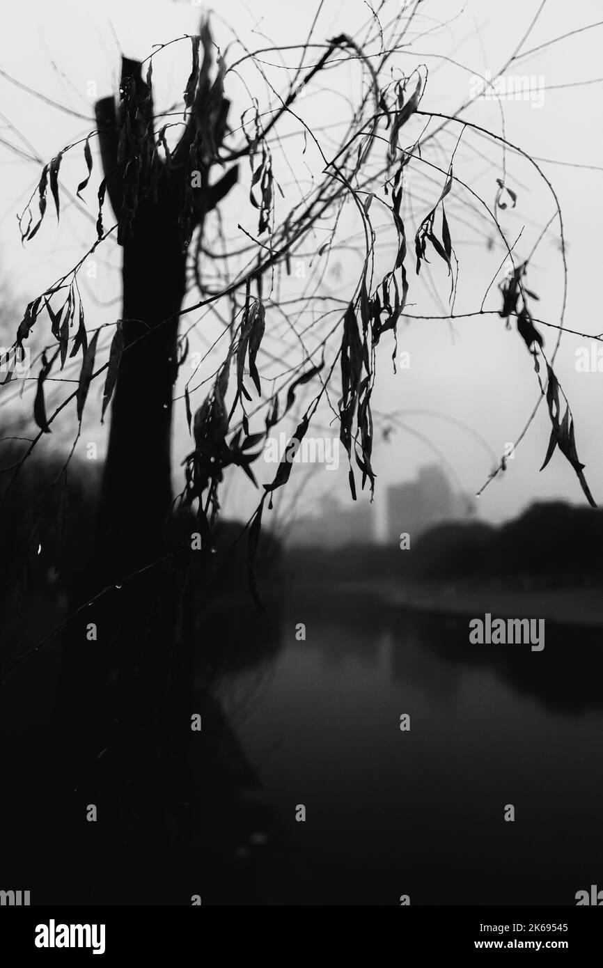 An autumn tree with almost leafless branches and a lake in the distance
